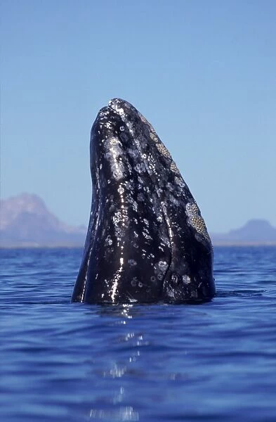Grey whale (Eschrichtius robustus) spy hopping Baja California, Mexico