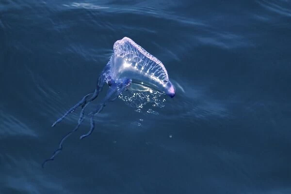 Portuguese Man O War (Physalia physalis) floating on the surface, Azores, North Atlantic
