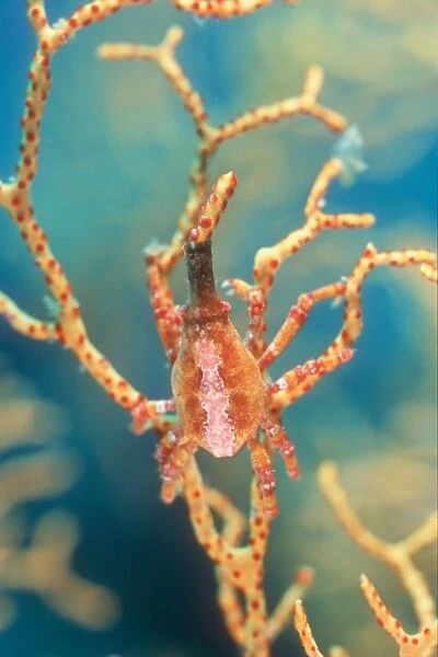 Xeno or Black Coral Crab, (Xenocarcinus conicus) on Sea Fan. Lembeh Strait, Sulawesi, Indonesia