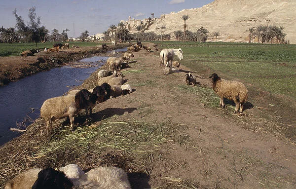 10012340. EGYPT Nile Valley El Minya Animals near irrigation canal