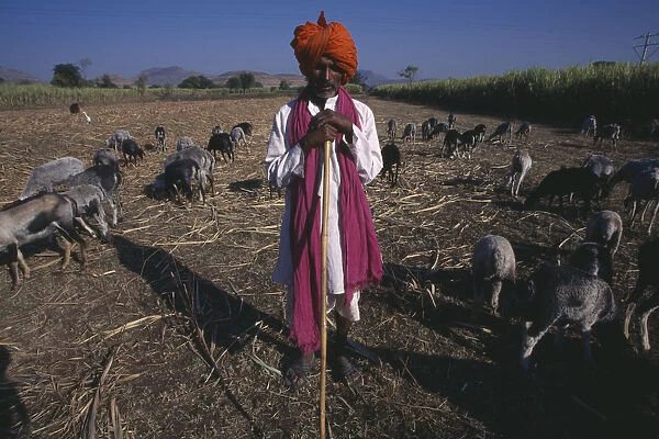 10128367. INDIA Maharashtra Shepherd and flock