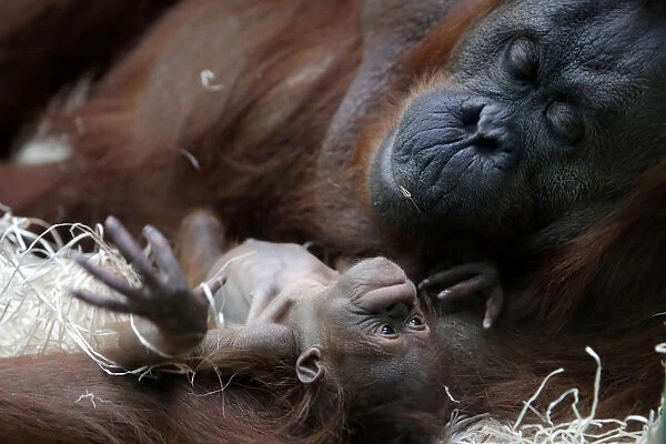 Orangutan Theodora and her newborn daughter Java are seen at the zoo of the Jardin des