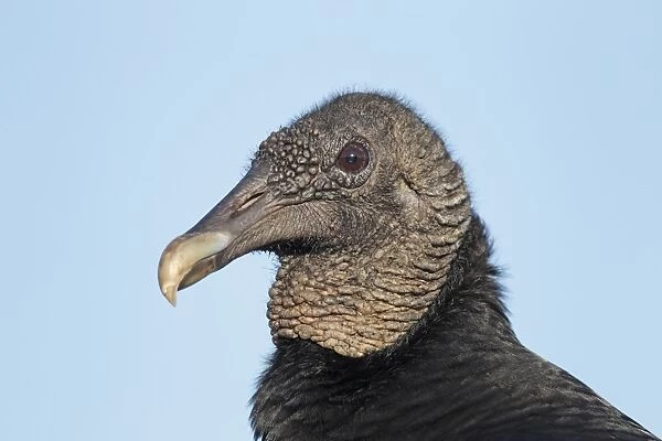 American Black Vulture (Coragyps atratus) adult, close-up of head, Florida, U. S. A. March