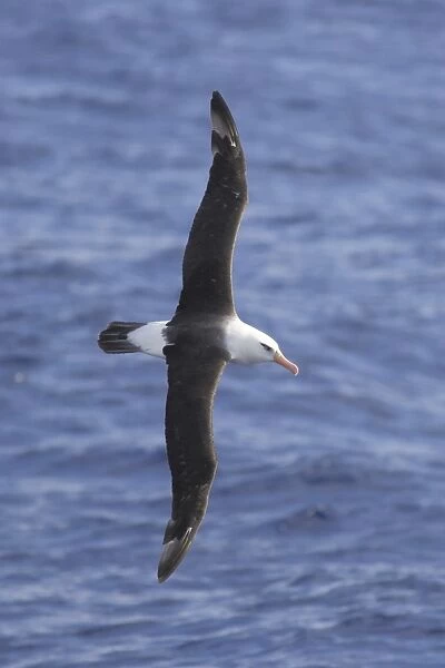 Campbell Albatross (Thalassarche impavida) adult, in flight at sea, off New Zealand, March