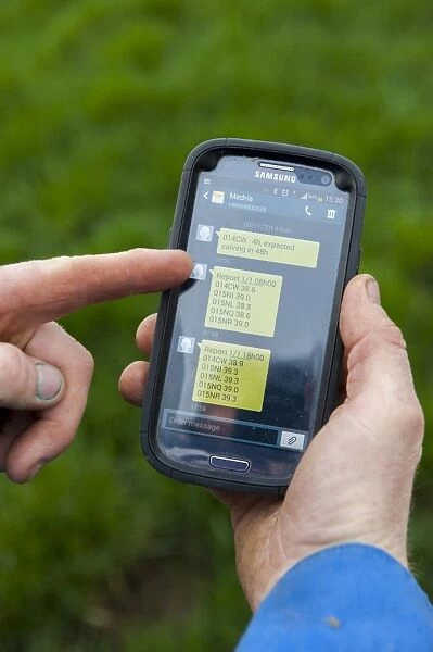 Cattle farming, farmer recieving text message from electronic thermometer, letting him know cow is calving, England