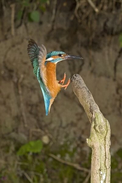 Common Kingfisher (Alcedo atthis) adult male, in flight, landing on branch, Suffolk, England, may