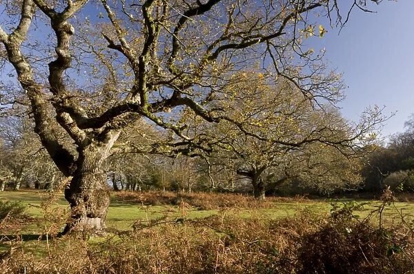 Common Oak (Quercus robur) habit, mature trees in grazed grassland habitat, Lucy Hill, New Forest, Hampshire, England
