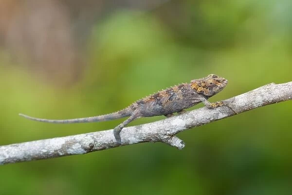 Cryptic Chameleon (Calumma crypticum) immature, climbing along branch, Ranomafana N. P. Madagascar, October