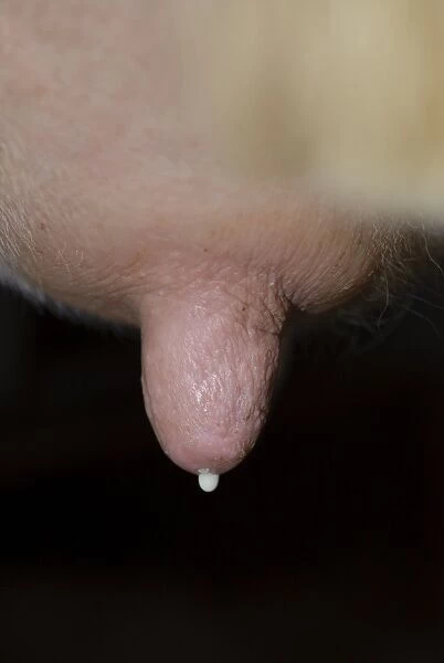 Domestic Cattle, Holstein dairy cow, close-up of udder with milk dripping from teat, Staffordshire, England, april