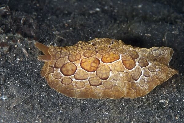 Forskals Pleurobranchus Seaslug (Pleurobranchus forskalii) adult, crawling on black sand, Lembeh Straits, Sulawesi