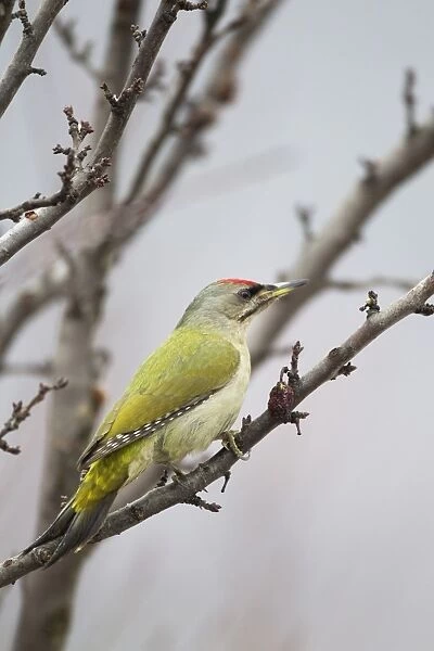 Grey-headed Woodpecker (Picus canus) adult male, perched on branch, Bulgaria, january