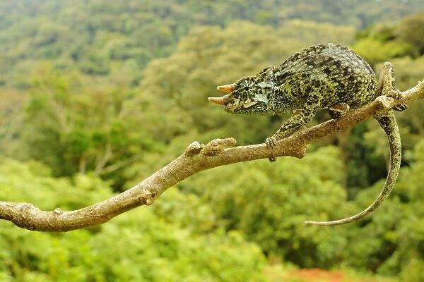 Johnstons Three-horned Chameleon (Trioceros johnstoni) adult male, clinging to branch, Kahuzi-Biega N. P