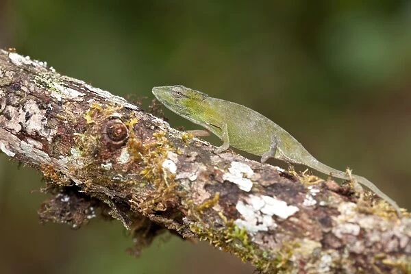 Short-nosed Chameleon (Calumma gastrotaenia) adult female, walking along branch, Ranomafana N. P. Madagascar, September