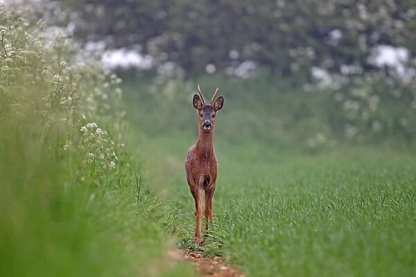 Western Roe Deer (Capreolus capreolus) buck, standing at edge of arable field, Hemswell, Lincolnshire, England, may