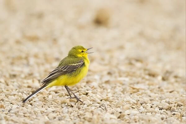 Yellow Wagtail (Motacilla flava flavissima) adult male, calling, standing on ground, Lincolnshire, England, may