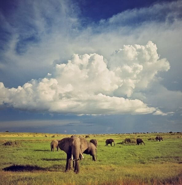 Africa, Uganda, Murchison Falls NP. An elephant herd wanders beneath enormous cumulous