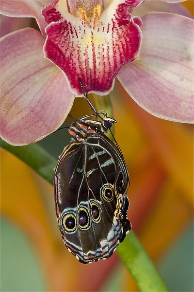 Blue Morpho Butterfly, Morpho peleides, on pink Orchid just hatched out and expanding