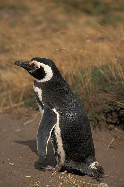 Chile, Seno, Otway. Adult Magellanic Penguin (Spheniscus magellanicus)