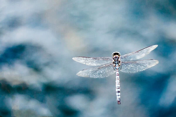 Dragonfly Hovering over blue water