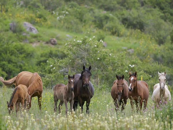 Horses on their summer pasture. National Park Besch Tasch in the Talas Alatoo mountain