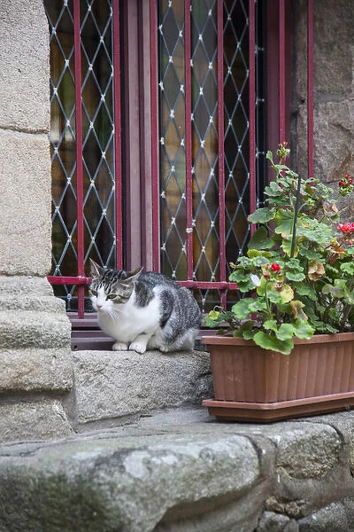 In a residential section of Auray, France, I captured a cat perched on a windowsill