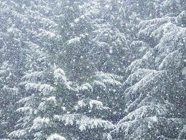 USA, Washington State, Sammamish fresh Autumn heavy snowfall coming down on Evergreens