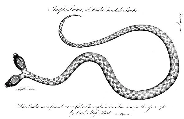 DOUBLE-HEADED SNAKE, 1764. Snake found near Lake Champlain, 1764, by Lieutenant Moses Park, who drew it. Line engraving from Edward Bancrofts An Essay on the Natural History of Guiana, London, 1769