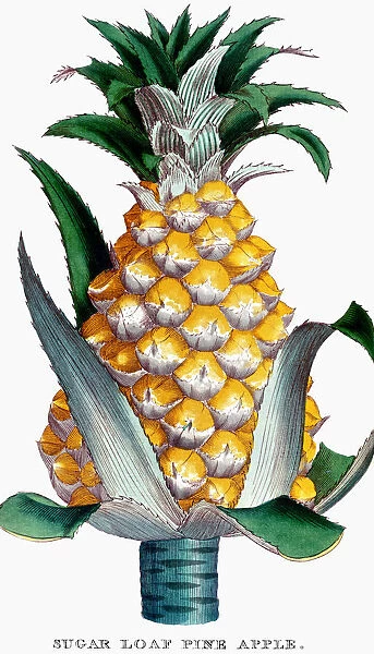 PINEAPPLE, 1789. Sugarloaf pineapple. Copper engraving from John Abercrombies The Hot-House Gardner, London, 1789