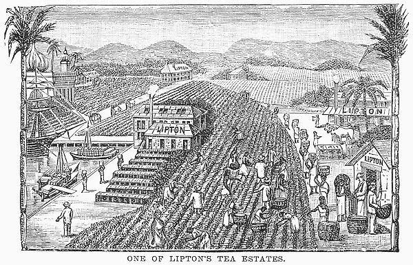 TEA PLANTATION, 1892. Wood engraving of a Lipton tea plantation on Ceylon (present day Sri Lanka) from an advertisement for Liptons Teas that appeared in an English newspaper of 1892