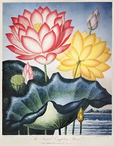 THORNTON: LOTUS FLOWER. The Sacred Egyptian Bean, or lotus flowers (Nelumbo nucifera Gaertn. and Nelumbo lutea). Engraving by Thomas Burke and Frederick Christian Lewis after a painting by Peter Henderson for The Temple of Flora, by British botanist Robert John Thornton, 1804