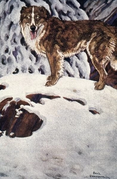 CALL OF THE WILD, 1903. Buck. Illustration by Paul Bransom to an early edition of Jack Londons Call of the Wild, first published in 1903