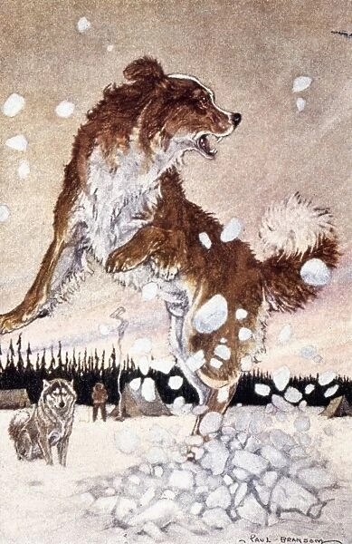 CALL OF THE WILD. Buck leapt in the air. Illustration by Paul Bransom to an early edition of Jack Londons Call of the Wild, first published in 1903