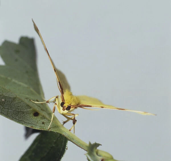 Brimstone Moth (Opisthograptis luteolata) perched on leaf, front view, close up