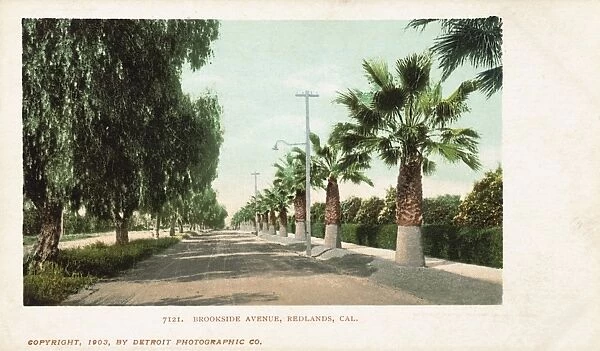 Brookside Avenue, Redlands, Cal. Postcard. 1903, Brookside Avenue, Redlands, Cal. Postcard