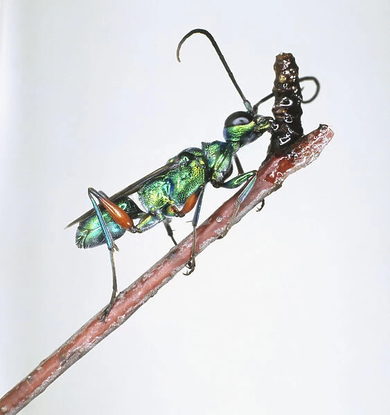 Cockroach-hunting or Jewel Wasp, Ampulex compressa, on a stick