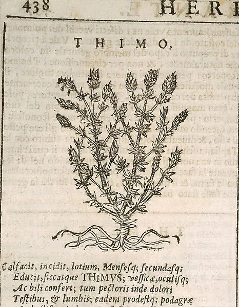 Common Thyme (Thymus vulgaris), engraving by Castore Durante, 1585