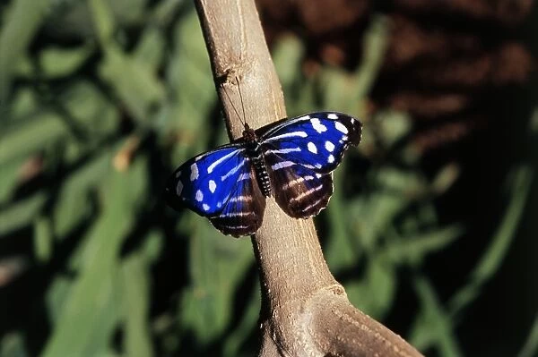 Costa Rica, La Guacima, Myscelia cyaniris (Blue wave butterfly) on branch, close-up