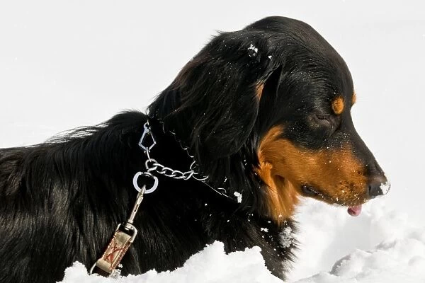 Dog Under the Snow