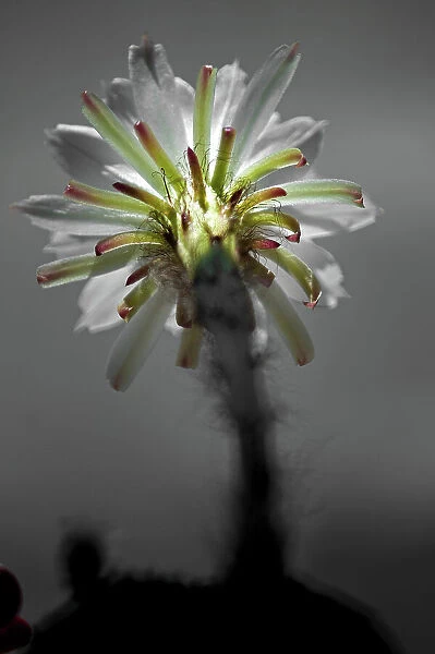 Flowers, Flowering cactus, Echinopsis oxygona hybrid