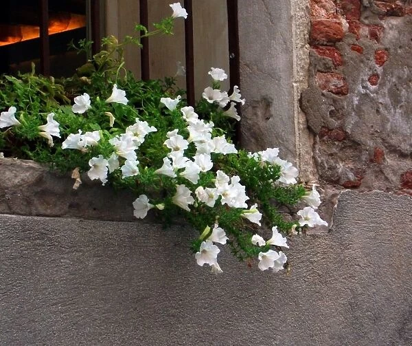 Flowers in window box, Venice, Italy