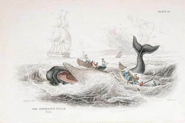 Harpooning a Sperm Whale