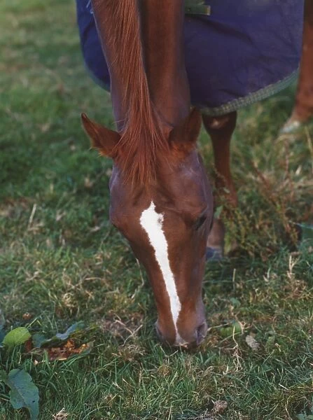 Head of brown Horse (Equus caballus) with white stripe on its nose grazing in field, front view