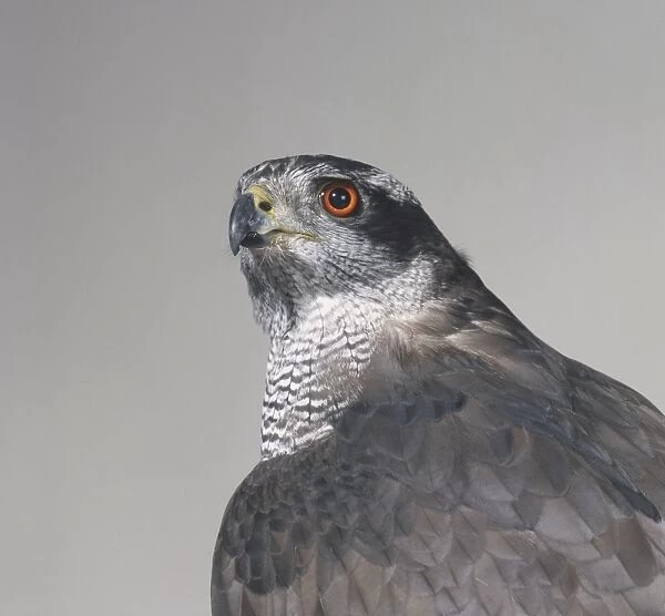 Head and shoulders a Goshawk (Accipiter gentilis) showing red eyes and curved beak