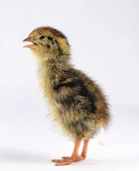 Japanese quail (Coturnix Japonica) chick, calling, side view