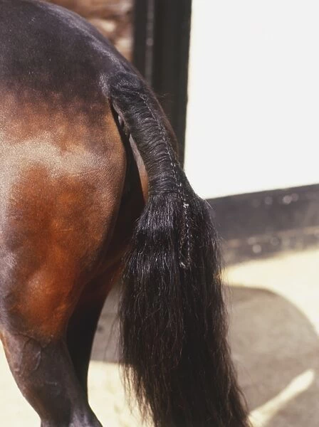 Plaited dock of tail of brown Horse (Equus caballus), side view