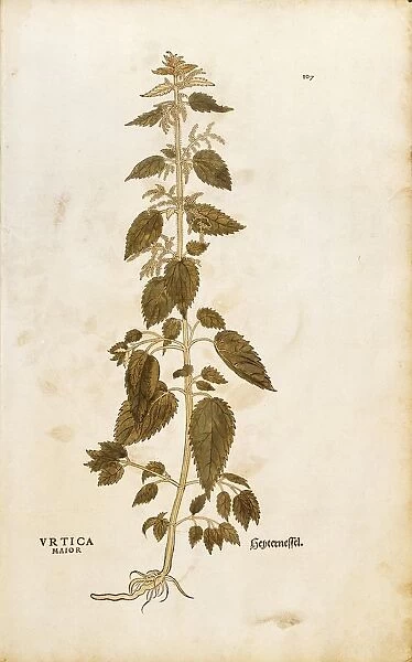 Stinging nettle - Urtica dioica (Urtica maior) by Leonhart Fuchs from De historia stirpium commentarii insignes (Notable Commentaries on the History of Plants), colored engraving, 1542