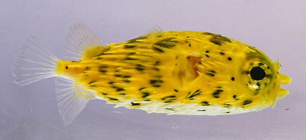 A yellow Porcupinefish (Diodon Holocanthus), side view