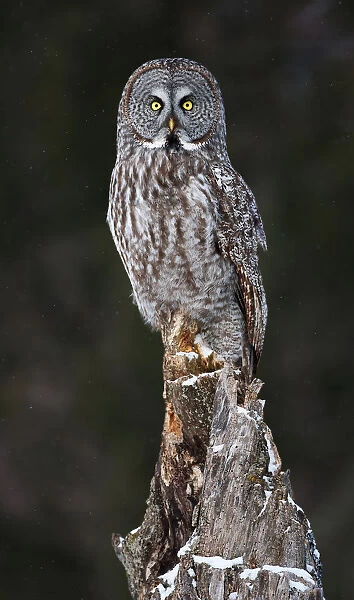 Great grey owl perch