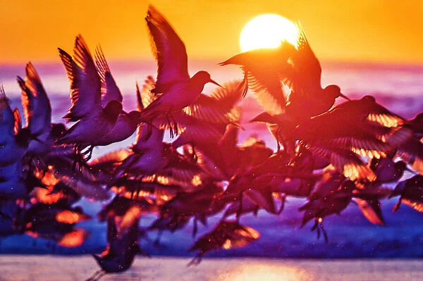 Large Flock of Birds Backlit Against Sunrise at Jones Beach, Long Island