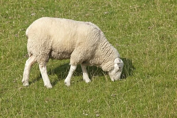 Sheep on dike, Strucklahnungshoern, Nordstrand, North Friesland, Schleswig-Holstein, Germany, Europe
